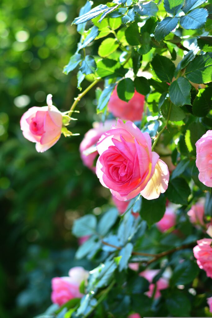 Thriving rose bush symbolizing self-love and growth