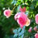 Thriving rose bush symbolizing self-love and growth