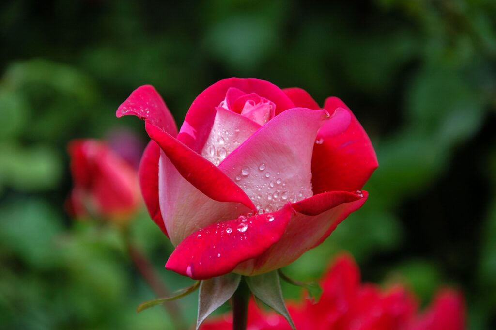 Pink rose bloom symbolizing growth, healing, and personal transformation