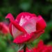 Pink rose bloom symbolizing growth, healing, and personal transformation