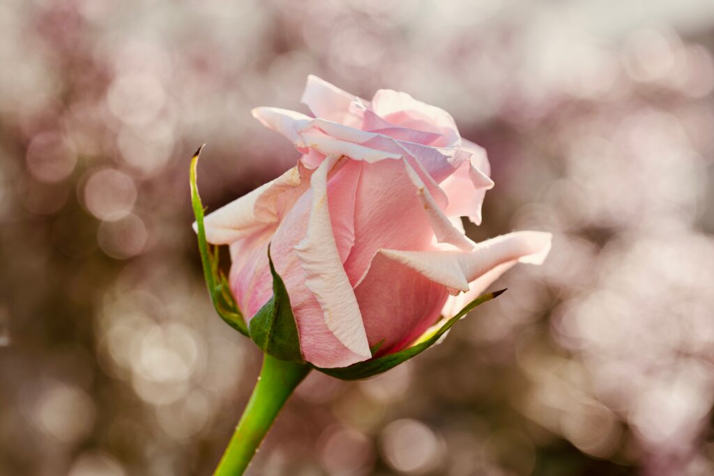 Soft pink rose symbolizing healing, rest, and self-care