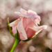 Soft pink rose symbolizing healing, rest, and self-care