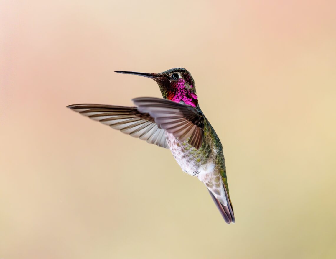 Colorful hummingbird symbolizing healing, transformation, and nervous system growth
