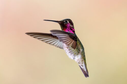 Colorful hummingbird symbolizing healing, transformation, and nervous system growth