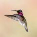 Colorful hummingbird symbolizing healing, transformation, and nervous system growth