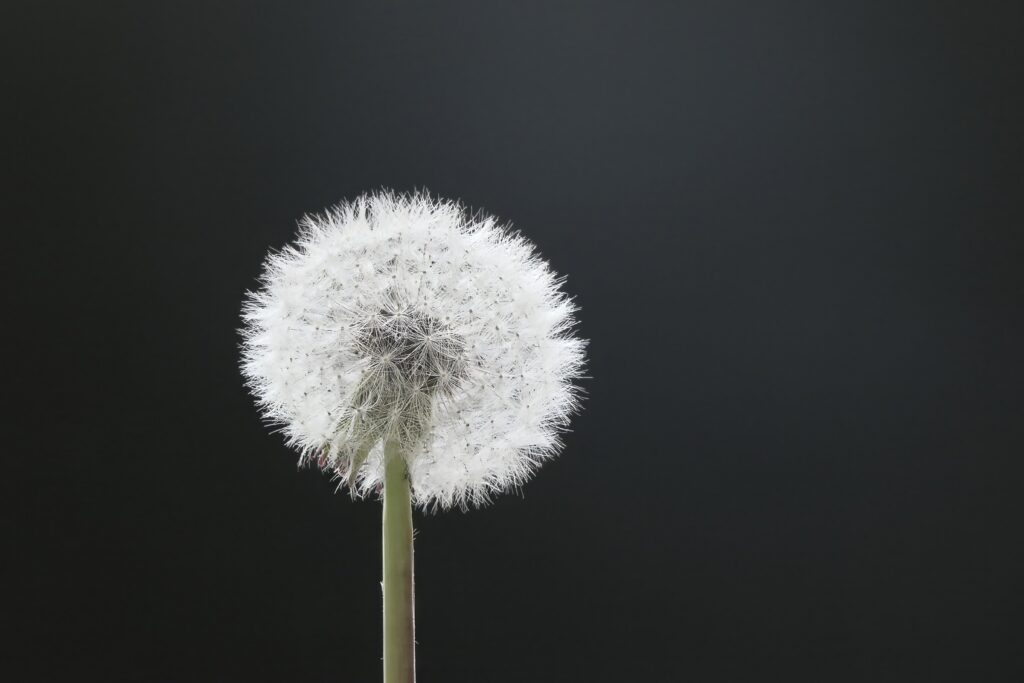 White dandelion standing against a dark background, symbolizing awareness, healing, and inner wisdom.