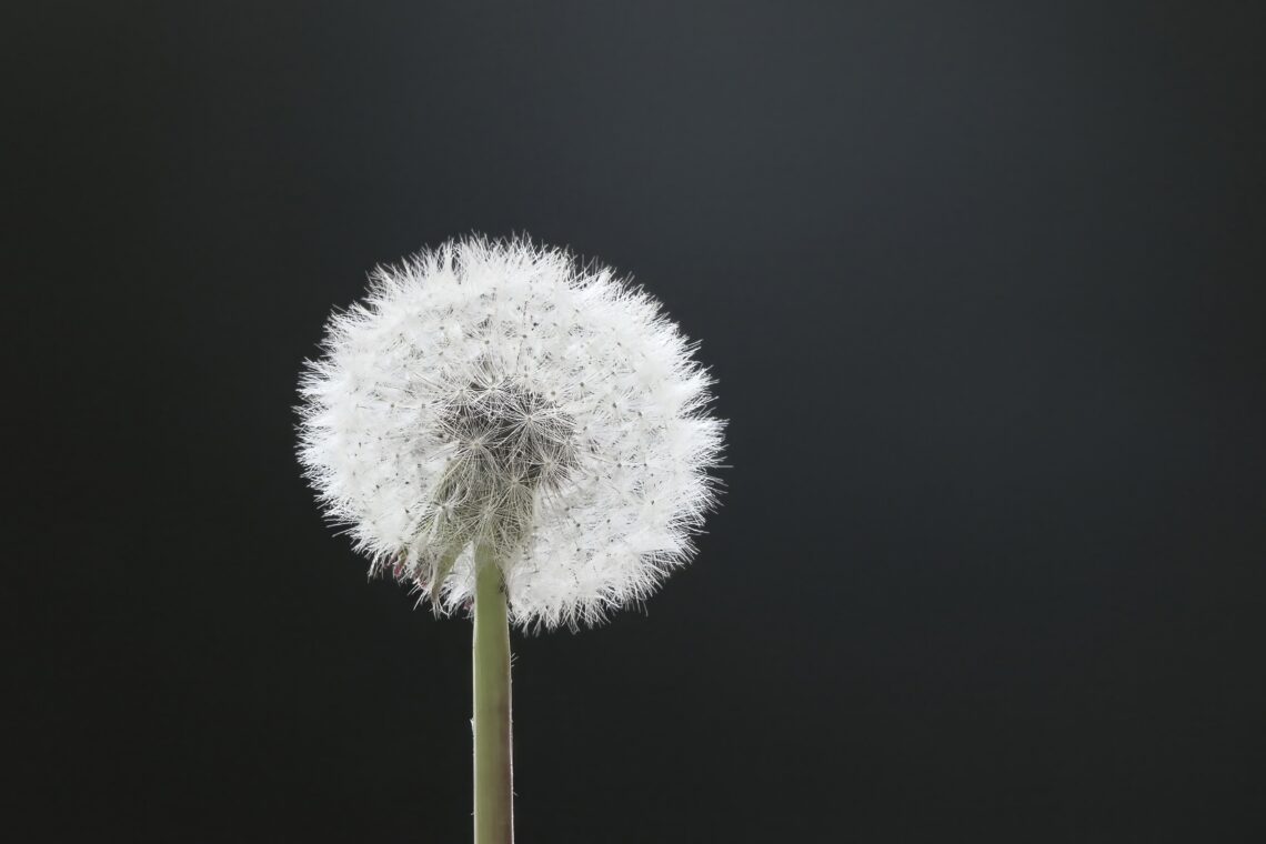 White dandelion standing against a dark background, symbolizing awareness, healing, and inner wisdom.