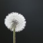 White dandelion standing against a dark background, symbolizing awareness, healing, and inner wisdom.