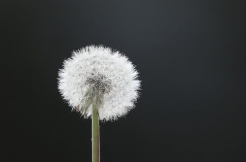 White dandelion standing against a dark background, symbolizing awareness, healing, and inner wisdom.