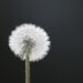 White dandelion standing against a dark background, symbolizing awareness, healing, and inner wisdom.