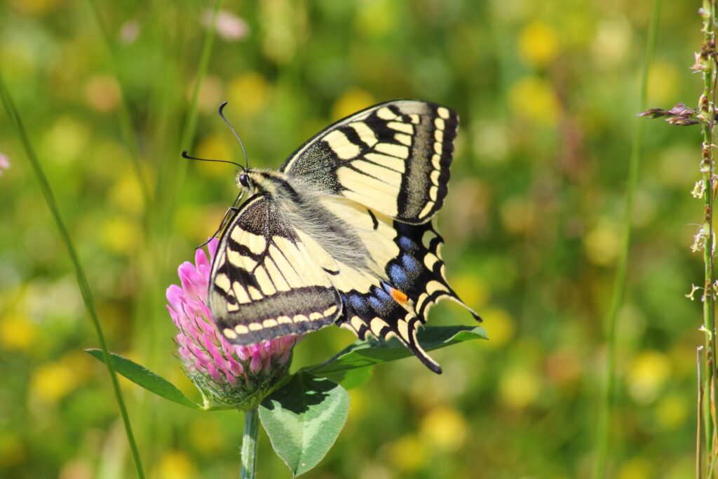Butterfly resting on a flower, symbolizing healing, transformation, and personal growth
