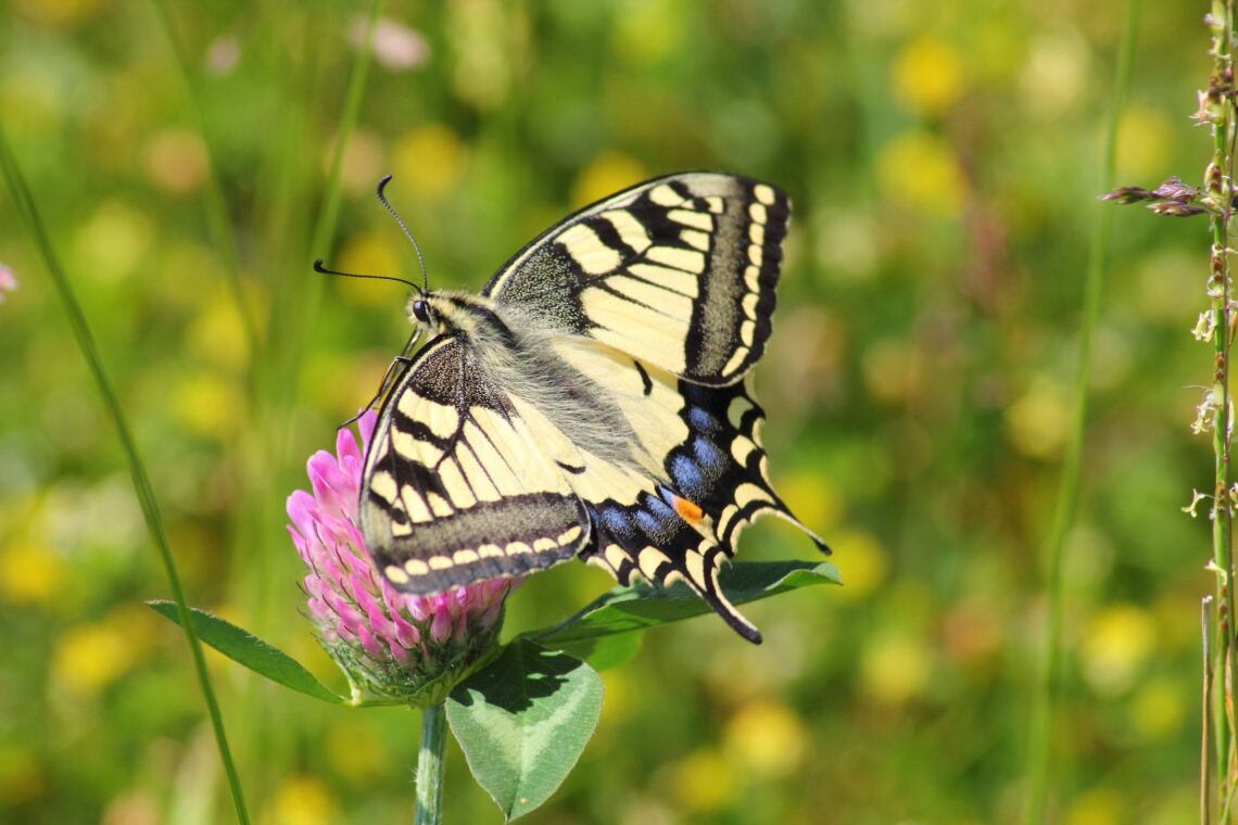 Butterfly resting on a flower, symbolizing healing, transformation, and personal growth