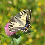 Butterfly resting on a flower, symbolizing healing, transformation, and personal growth