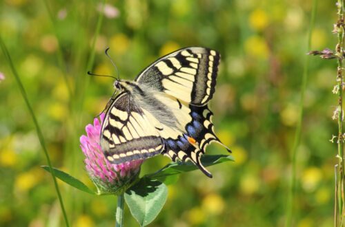 Butterfly resting on a flower, symbolizing healing, transformation, and personal growth