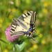 Butterfly resting on a flower, symbolizing healing, transformation, and personal growth
