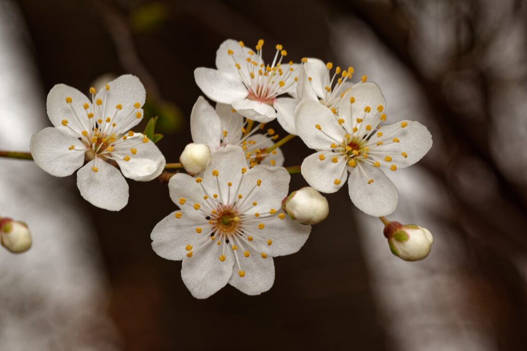 White spring blossoms representing growth, healing, and personal transformation