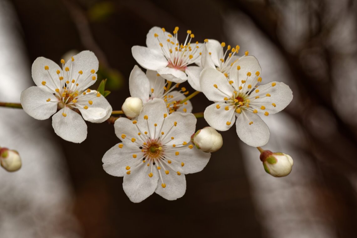 White spring blossoms representing growth, healing, and personal transformation