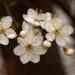 White spring blossoms representing growth, healing, and personal transformation