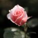 Pink rose blooming to symbolize self-respect, personal growth, and healing.