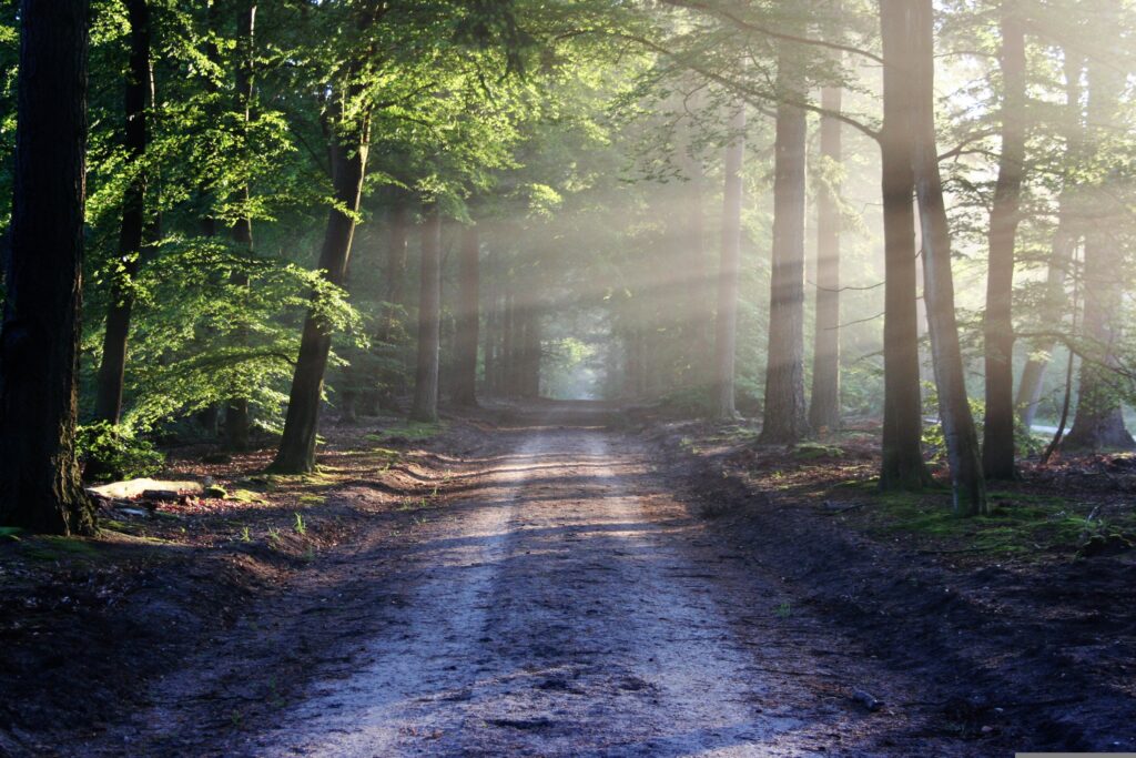 Sunlit forest path leading through trees, symbolizing growth, new beginnings, and creating space for what comes next.