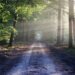 Sunlit forest path leading through trees, symbolizing growth, new beginnings, and creating space for what comes next.