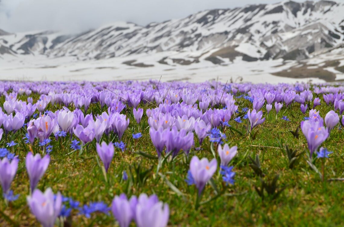 Purple crocus flowers blooming in a field, symbolizing healing, self-worth, and emotional growth.
