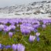 Purple crocus flowers blooming in a field, symbolizing healing, self-worth, and emotional growth.