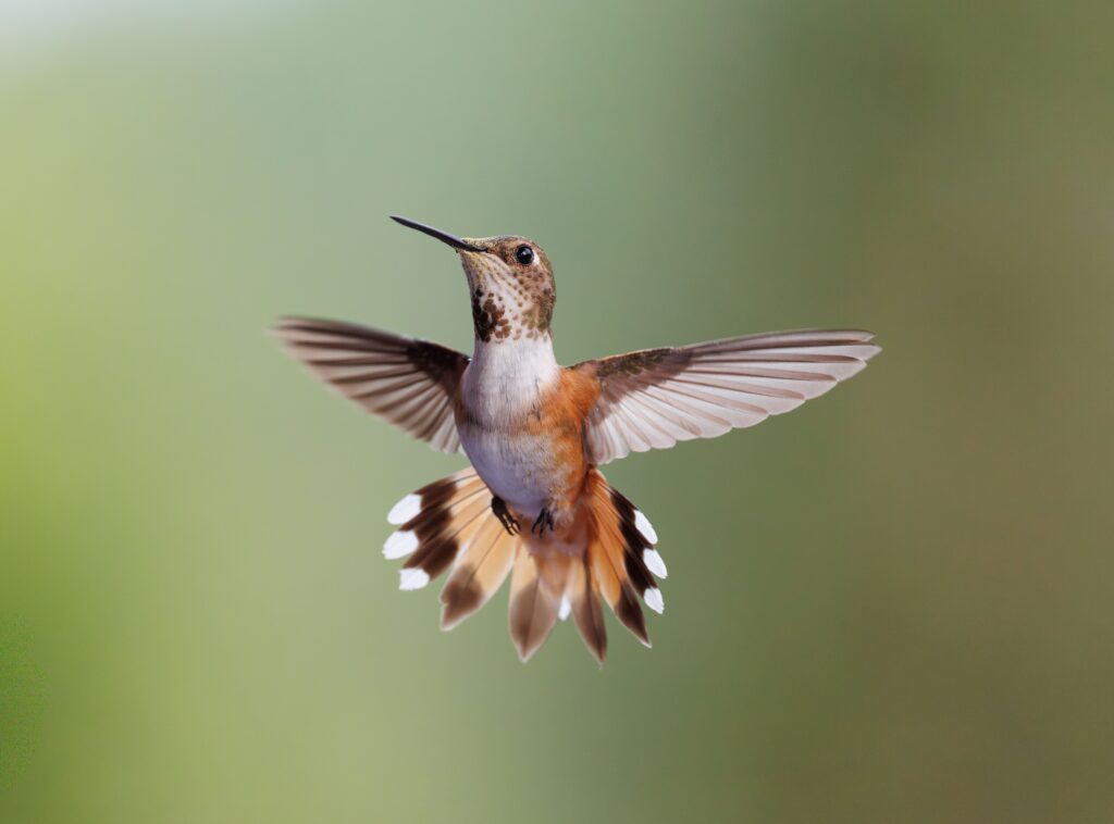 Hummingbird in flight symbolizing transformation, hope, healing, and moving into a new chapter of life.