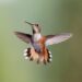 Hummingbird in flight symbolizing transformation, hope, healing, and moving into a new chapter of life.