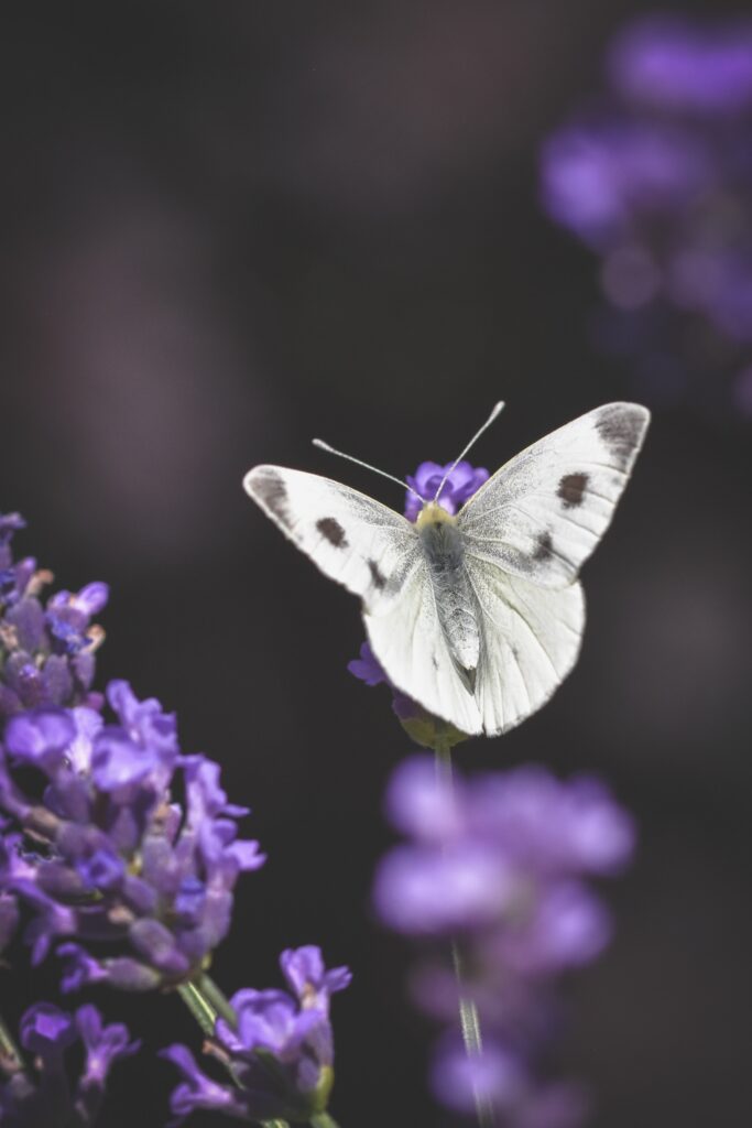 White butterfly resting on purple flowers, symbolizing healing, transformation, and personal growth.
