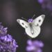 White butterfly resting on purple flowers, symbolizing healing, transformation, and personal growth.