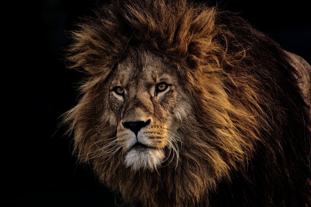Majestic lion symbolizing confidence, courage, inner strength, and self-worth