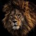 Majestic lion symbolizing confidence, courage, inner strength, and self-worth
