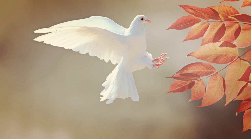 A white dove in flight symbolizing inner peace, emotional healing, hope, and the freedom that comes from healthy boundaries.