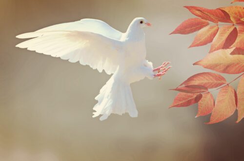 A white dove in flight symbolizing inner peace, emotional healing, hope, and the freedom that comes from healthy boundaries.