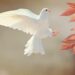 A white dove in flight symbolizing inner peace, emotional healing, hope, and the freedom that comes from healthy boundaries.