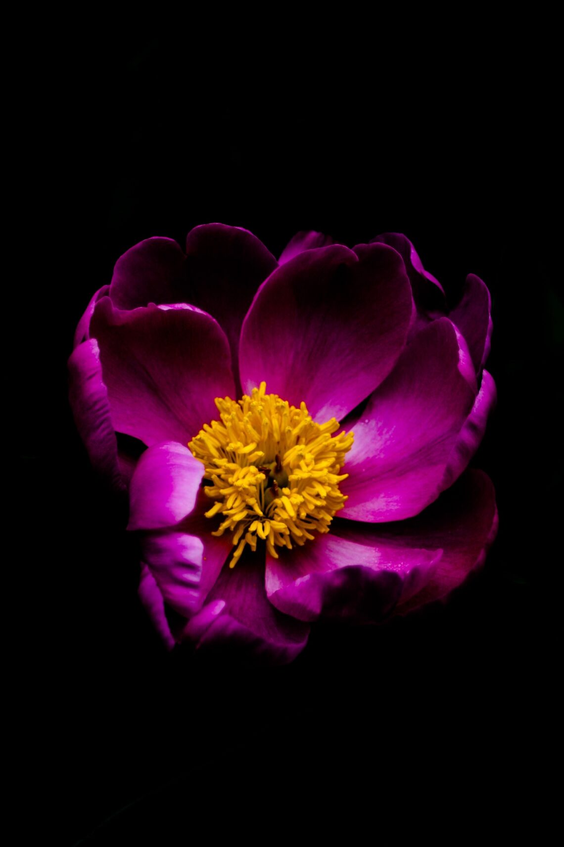 A vibrant magenta peony blooming against a black background, symbolizing inner strength, healing, and self-worth.