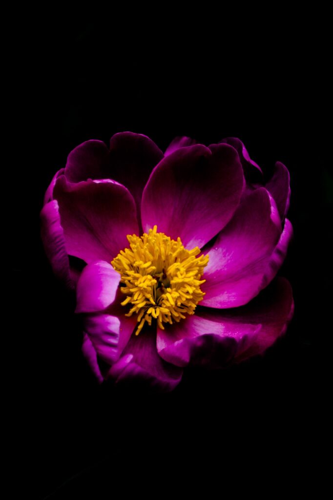 A vibrant magenta peony blooming against a black background, symbolizing inner strength, healing, and self-worth.