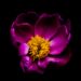 A vibrant magenta peony blooming against a black background, symbolizing inner strength, healing, and self-worth.