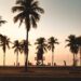 Palm trees at sunset representing peace, healing, and slowing down to reconnect with your body.