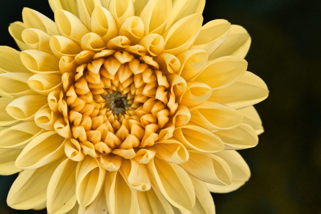 A blooming yellow dahlia flower symbolizing the slow, natural process of healing, growth, and personal transformation.