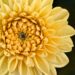 A blooming yellow dahlia flower symbolizing the slow, natural process of healing, growth, and personal transformation.
