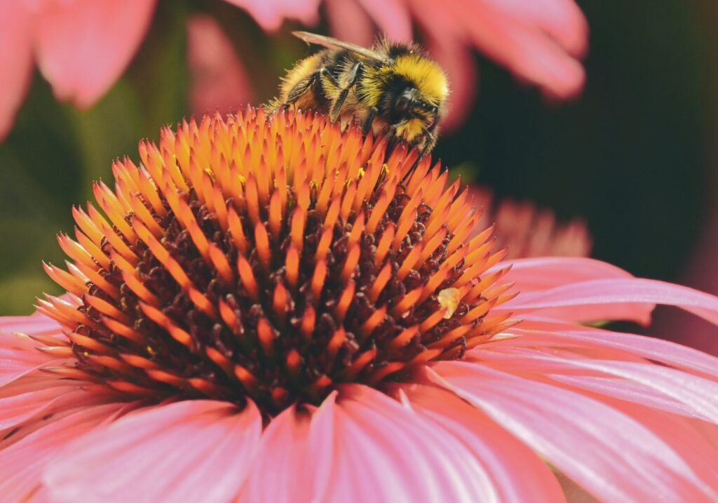Bee resting on a flower, symbolizing intentional energy and healthy boundaries