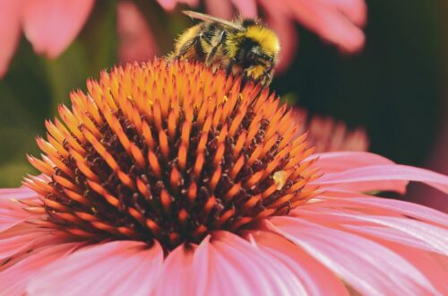 Bee resting on a flower, symbolizing intentional energy and healthy boundaries