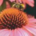 Bee resting on a flower, symbolizing intentional energy and healthy boundaries
