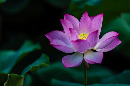 Pink lotus flower in bloom, symbolizing healing, resilience, personal growth, and rebuilding self-trust.