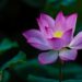 Pink lotus flower in bloom, symbolizing healing, resilience, personal growth, and rebuilding self-trust.