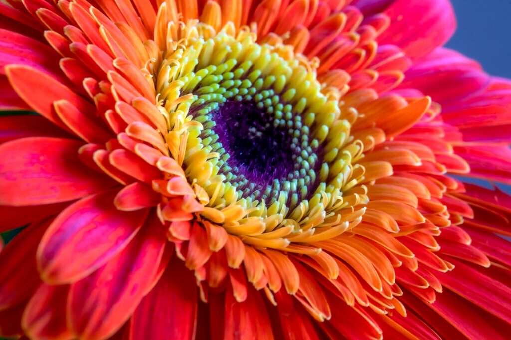 Colorful flower representing self-trust, growth, and personal transformation