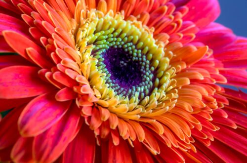 Colorful flower representing self-trust, growth, and personal transformation
