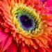 Colorful flower representing self-trust, growth, and personal transformation